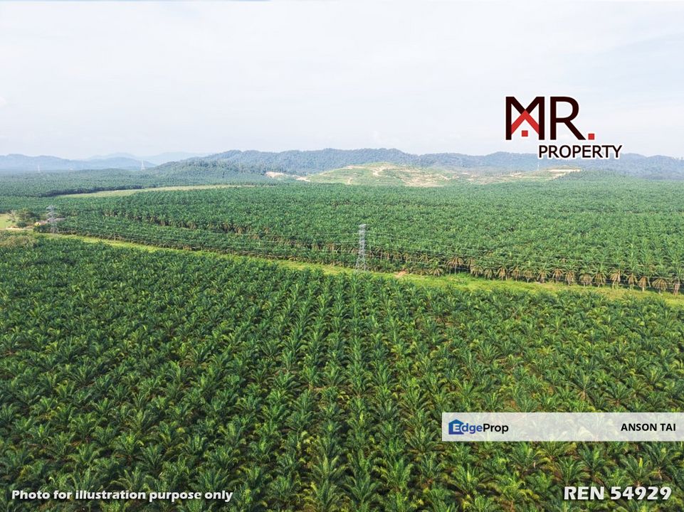 EASY ACCESS Oil Palm Farm Kuala Lipis Pahang FOR SALE, Pahang, 