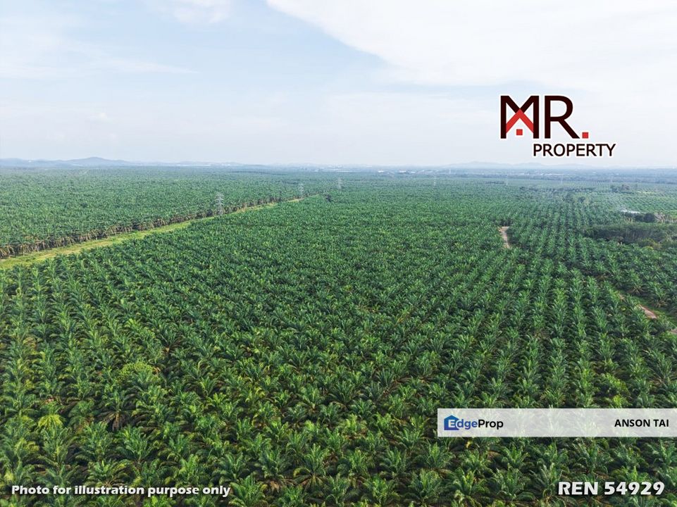 EASY ACCESS Oil Palm Farm Kuala Lipis Pahang FOR SALE, Pahang, 