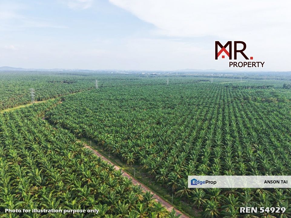 EASY ACCESS Oil Palm Farm Kuala Lipis Pahang FOR SALE, Pahang, 
