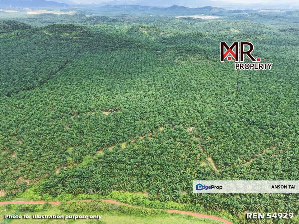 EASY ACCESS Oil Palm Farm Gua Musang Kelantan FOR SALE, Kelantan, Gua Musang