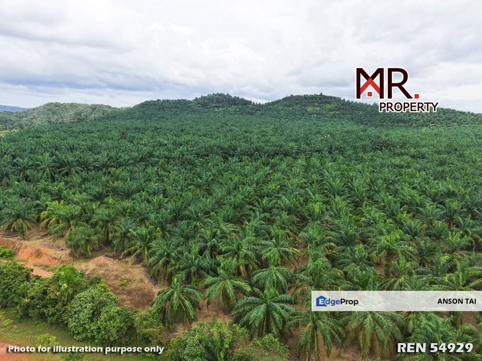 EASY ACCESS Oil Palm Farm Gua Musang Kelantan FOR SALE, Kelantan, Gua Musang