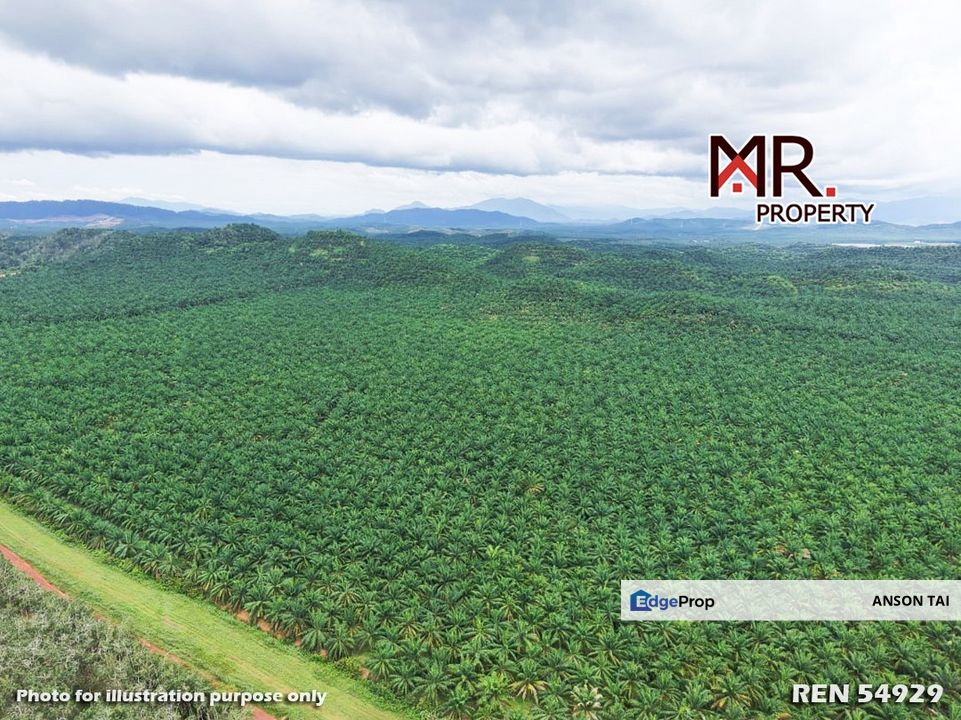 EASY ACCESS Oil Palm Farm Gua Musang Kelantan FOR SALE, Kelantan, Gua Musang