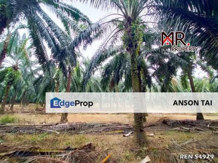 PRIME AREA Agriculture Land Bukit Selambau FOR SALE, Kedah, Sungai Petani