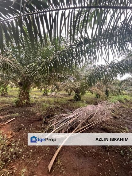 Machap Simpang Renggam Kluang Johor Agriculture 3.46 acre Land for SALE, Johor, Simpang Renggam