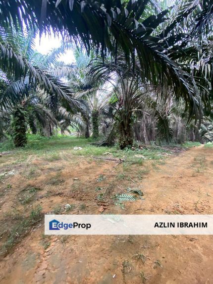 SEELONG SENAI JOHOR 7.1 acre INDUSTRIAL ZONING LAND for SALE, Johor, Senai