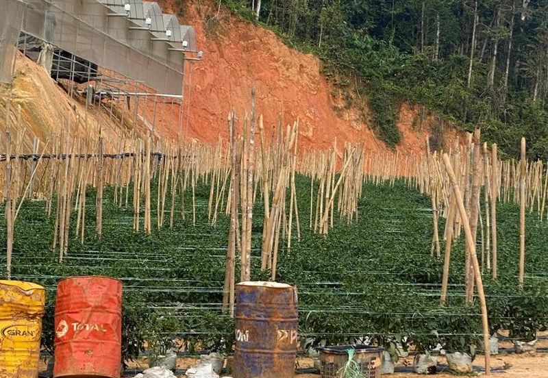 150 EKAR | 60 HEKTAR Vegetable Farm Land Lojing Kelantan Cameron Highlands Pahang