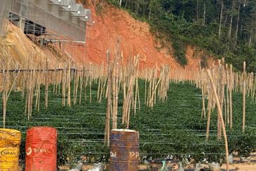 150 EKAR | 60 HEKTAR Vegetable Farm Land Lojing Kelantan Cameron Highlands Pahang