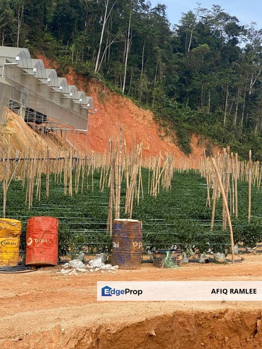 150 EKAR | 60 HEKTAR Vegetable Farm Land Lojing Kelantan Cameron Highlands Pahang, Pahang, Cameron Highlands