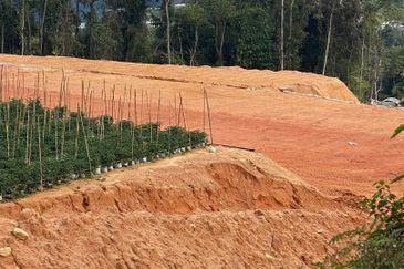 150 EKAR | 60 HEKTAR Vegetable Farm Land Lojing Kelantan Cameron Highlands Pahang