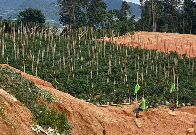 150 EKAR | 60 HEKTAR Vegetable Farm Land Lojing Kelantan Cameron Highlands Pahang