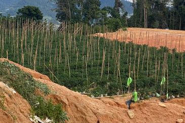 150 EKAR | 60 HEKTAR Vegetable Farm Land Lojing Kelantan Cameron Highlands Pahang