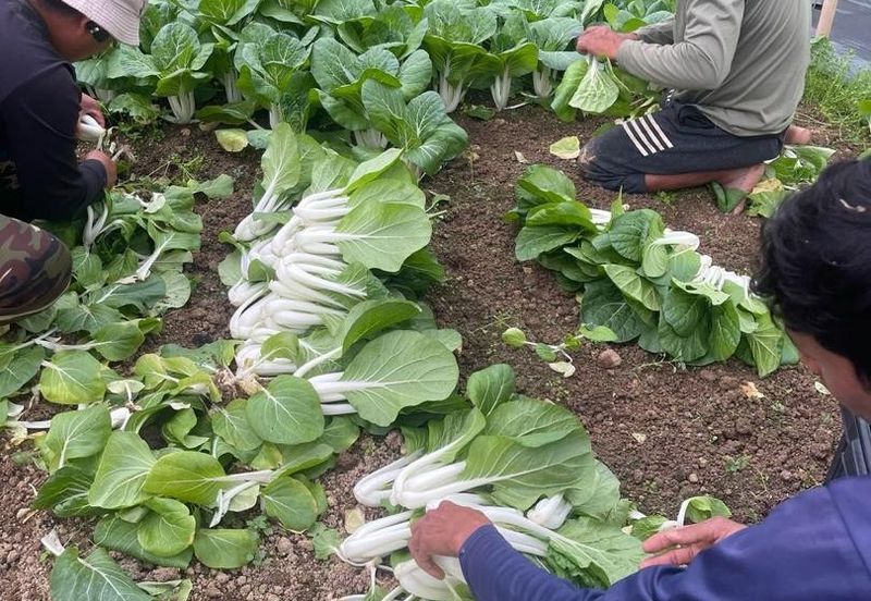 150 EKAR | 60 HEKTAR Vegetable Farm Land Lojing Kelantan Cameron Highlands Pahang