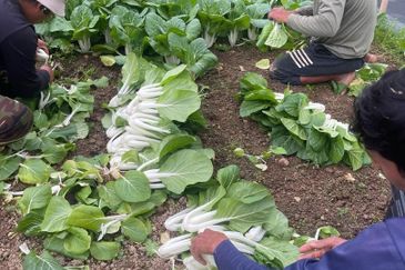 150 EKAR | 60 HEKTAR Vegetable Farm Land Lojing Kelantan Cameron Highlands Pahang