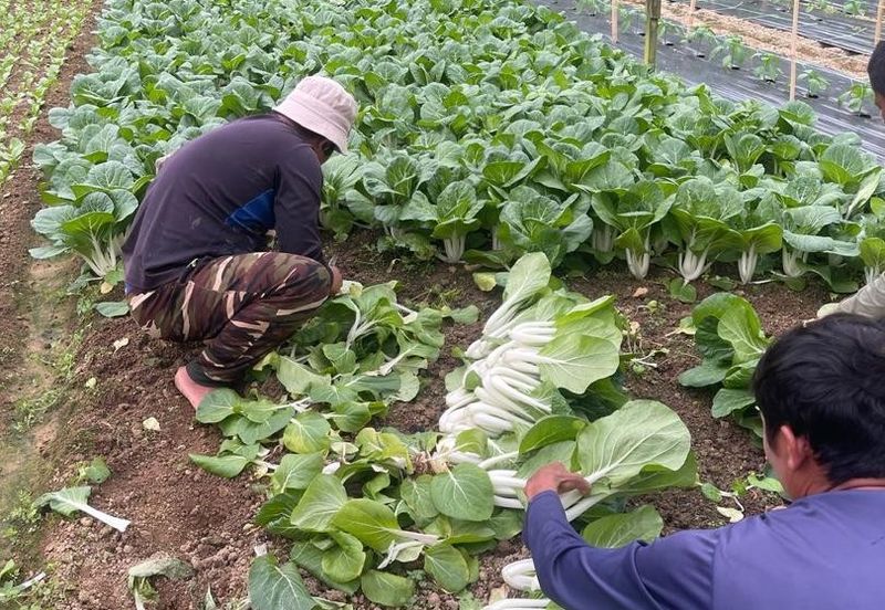 150 EKAR | 60 HEKTAR Vegetable Farm Land Lojing Kelantan Cameron Highlands Pahang