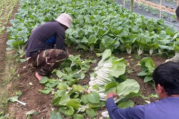 150 EKAR | 60 HEKTAR Vegetable Farm Land Lojing Kelantan Cameron Highlands Pahang