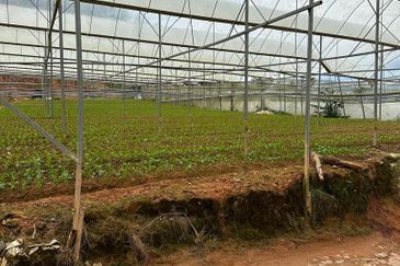 150 EKAR | 60 HEKTAR Vegetable Farm Land Lojing Kelantan Cameron Highlands Pahang