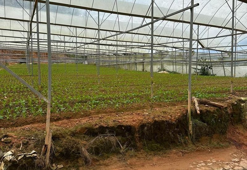 150 EKAR | 60 HEKTAR Vegetable Farm Land Lojing Kelantan Cameron Highlands Pahang