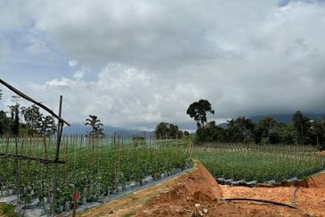150 EKAR | 60 HEKTAR Vegetable Farm Land Lojing Kelantan Cameron Highlands Pahang