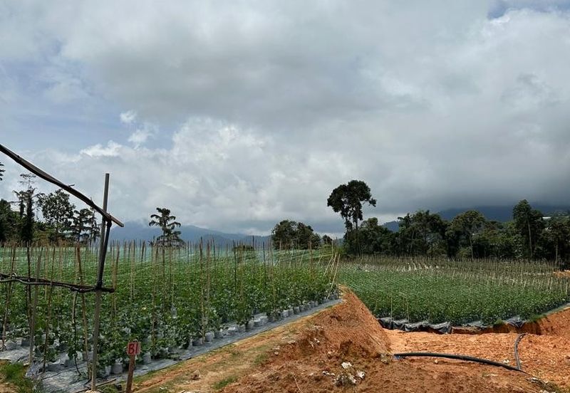 150 EKAR | 60 HEKTAR Vegetable Farm Land Lojing Kelantan Cameron Highlands Pahang