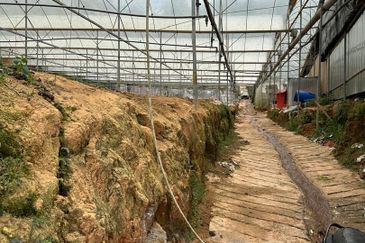 150 EKAR | 60 HEKTAR Vegetable Farm Land Lojing Kelantan Cameron Highlands Pahang