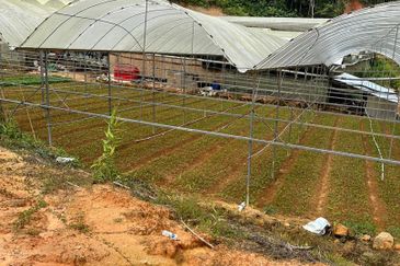 150 EKAR | 60 HEKTAR Vegetable Farm Land Lojing Kelantan Cameron Highlands Pahang