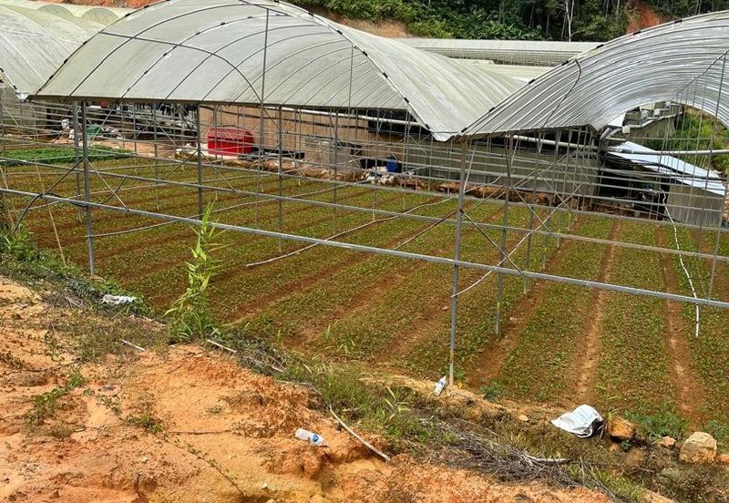 150 EKAR | 60 HEKTAR Vegetable Farm Land Lojing Kelantan Cameron Highlands Pahang