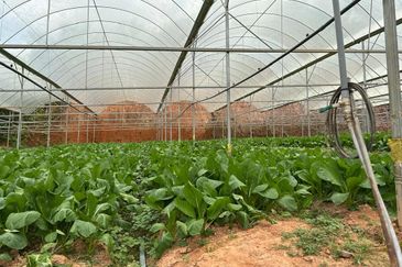 150 EKAR | 60 HEKTAR Vegetable Farm Land Lojing Kelantan Cameron Highlands Pahang