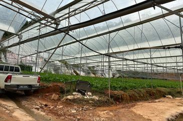 150 EKAR | 60 HEKTAR Vegetable Farm Land Lojing Kelantan Cameron Highlands Pahang