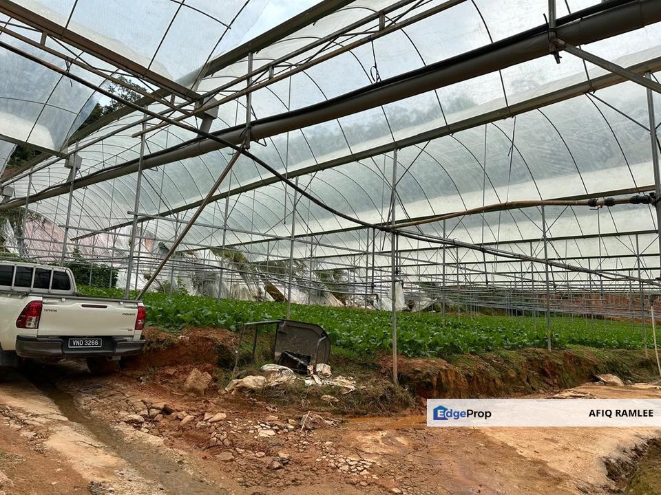 150 EKAR | 60 HEKTAR Vegetable Farm Land Lojing Kelantan Cameron Highlands Pahang, Pahang, Cameron Highlands