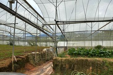 150 EKAR | 60 HEKTAR Vegetable Farm Land Lojing Kelantan Cameron Highlands Pahang