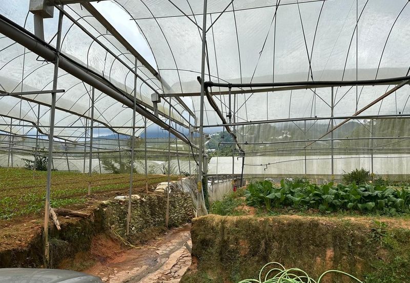 150 EKAR | 60 HEKTAR Vegetable Farm Land Lojing Kelantan Cameron Highlands Pahang