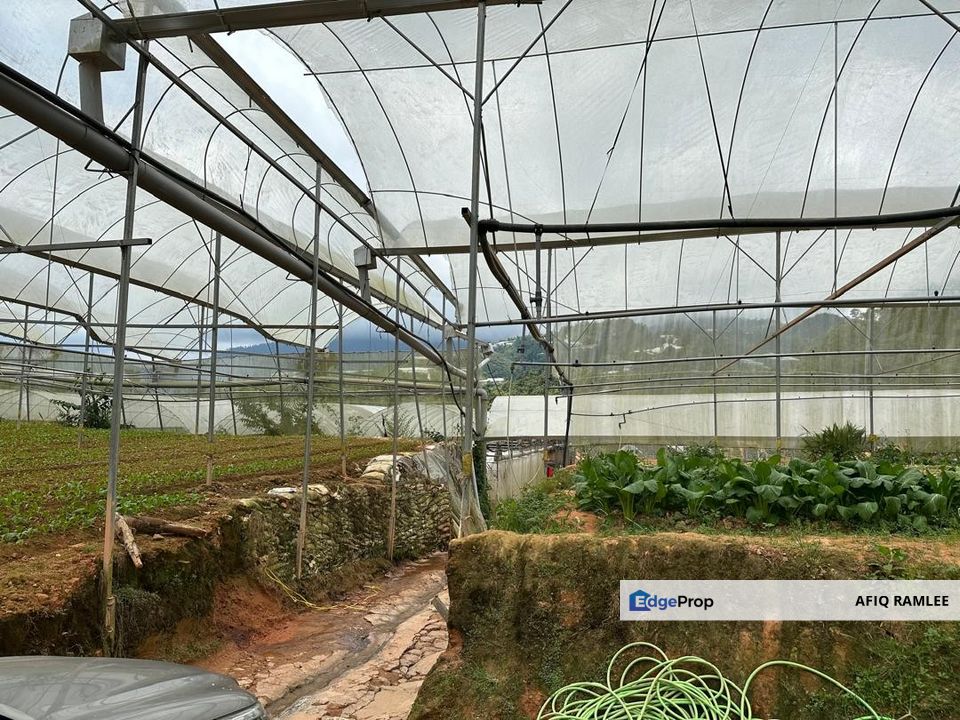 150 EKAR | 60 HEKTAR Vegetable Farm Land Lojing Kelantan Cameron Highlands Pahang, Pahang, Cameron Highlands