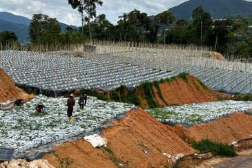 150 EKAR | 60 HEKTAR Vegetable Farm Land Lojing Kelantan Cameron Highlands Pahang