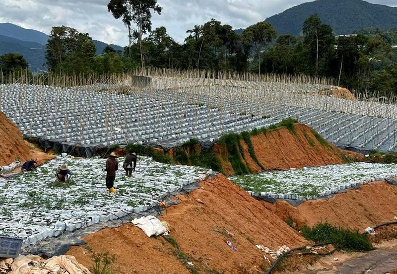 150 EKAR | 60 HEKTAR Vegetable Farm Land Lojing Kelantan Cameron Highlands Pahang