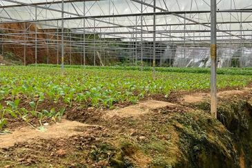 150 EKAR | 60 HEKTAR Vegetable Farm Land Lojing Kelantan Cameron Highlands Pahang