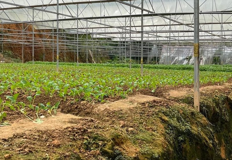 150 EKAR | 60 HEKTAR Vegetable Farm Land Lojing Kelantan Cameron Highlands Pahang