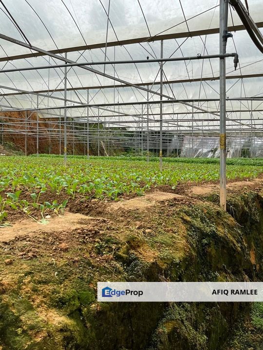 150 EKAR | 60 HEKTAR Vegetable Farm Land Lojing Kelantan Cameron Highlands Pahang, Pahang, Cameron Highlands