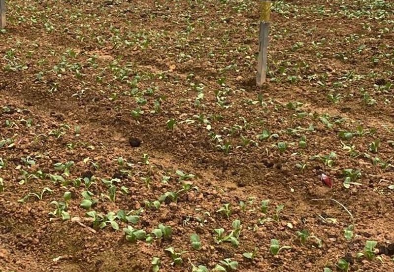 150 EKAR | 60 HEKTAR Vegetable Farm Land Lojing Kelantan Cameron Highlands Pahang