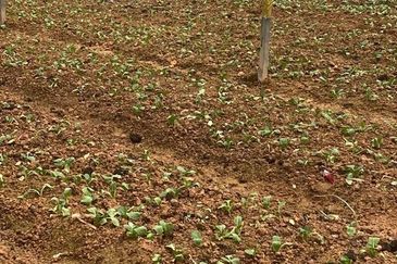 150 EKAR | 60 HEKTAR Vegetable Farm Land Lojing Kelantan Cameron Highlands Pahang