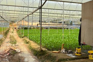 150 EKAR | 60 HEKTAR Vegetable Farm Land Lojing Kelantan Cameron Highlands Pahang