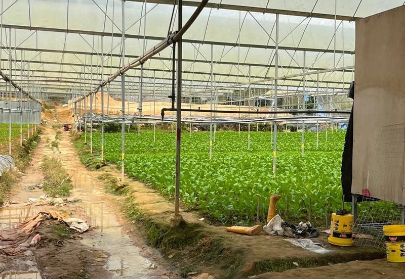 150 EKAR | 60 HEKTAR Vegetable Farm Land Lojing Kelantan Cameron Highlands Pahang