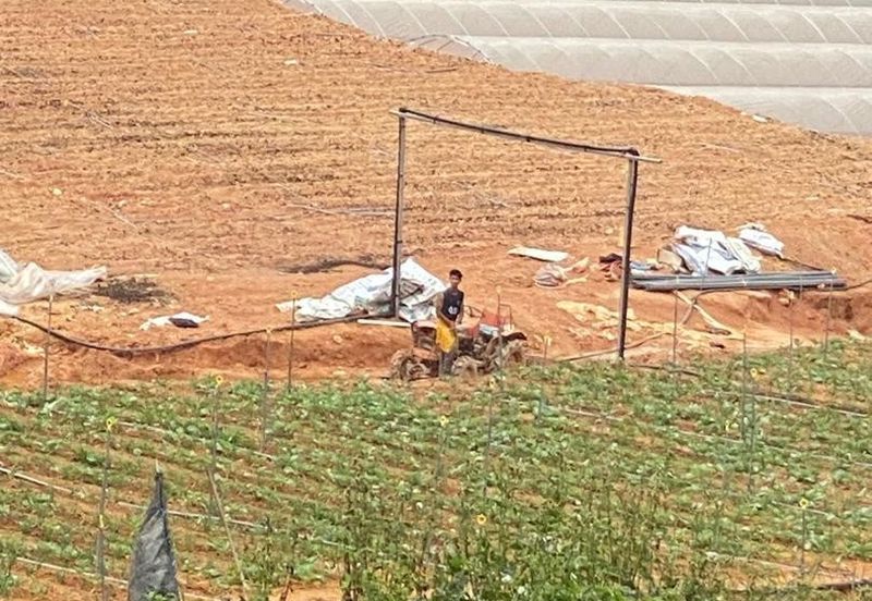 150 EKAR | 60 HEKTAR Vegetable Farm Land Lojing Kelantan Cameron Highlands Pahang