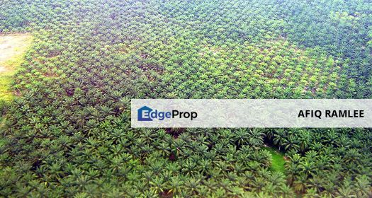 1,562 ACRE | 632 HECTARE Palm Oil Plantation Land Tanah Kelapa Sawit Bebar Muadzam Shah Rompin Pahang, Pahang, Muadzam Shah