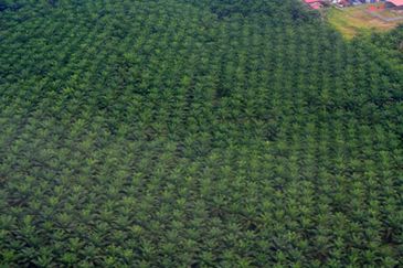 Bandar Satelit Muadzam Shah