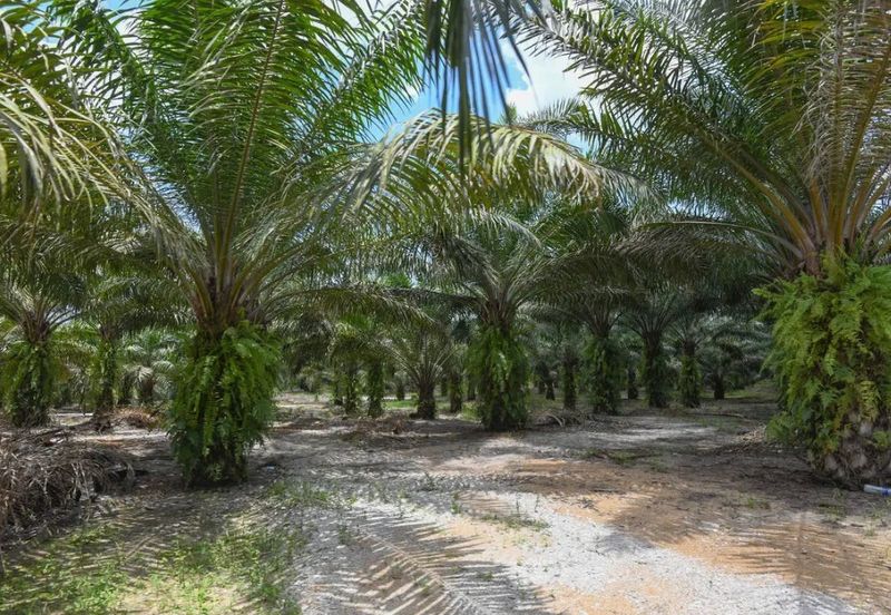 Bandar Satelit Muadzam Shah