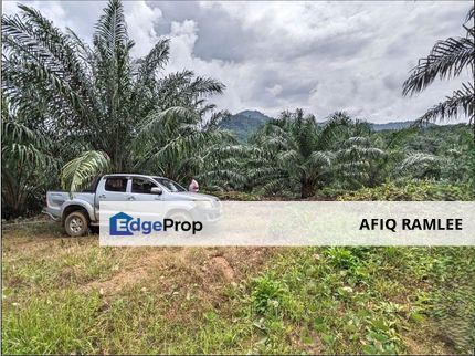 955 ACRE | 386 HECTARE Palm Oil Plantation Ladang Sawit Sungai Siput Kuala Kangsar Perak  , Perak, Kuala Kangsar