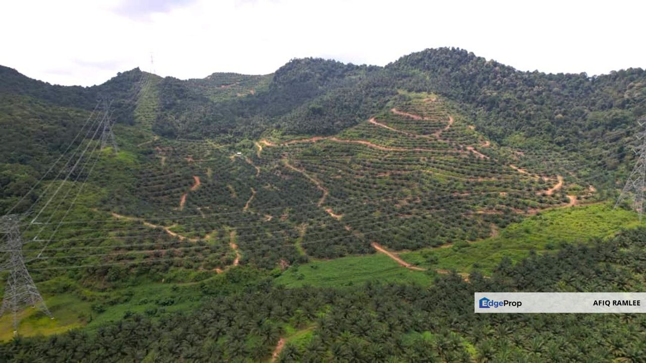 136.7 EKAR | 55 HEKTAR 🔥 Palm Oil Estate Sawit Dangi Johol Kuala Pilah Negeri Sembilan, Negeri Sembilan, Kuala Pilah