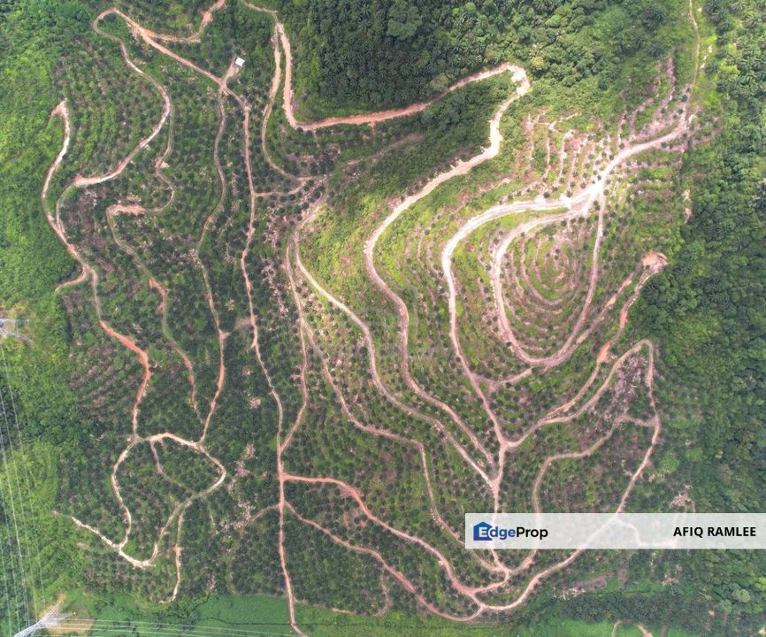 136.7 EKAR | 55 HEKTAR 🔥 Palm Oil Estate Sawit Dangi Johol Kuala Pilah Negeri Sembilan, Negeri Sembilan, Kuala Pilah