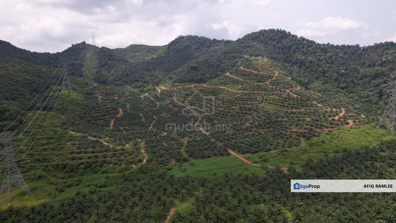 136.7 EKAR | 55 HEKTAR 🔥 Palm Oil Estate Sawit Dangi Johol Kuala Pilah Negeri Sembilan, Negeri Sembilan, Kuala Pilah