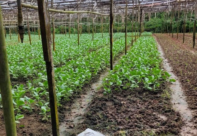 agriland tapah kuala woh